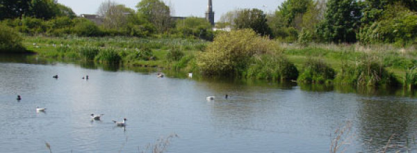 Carrickfergus Mill Ponds LNR