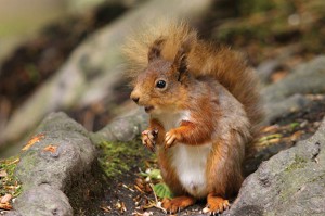  Get Outdoors Weekend – Biodiversity & Red Squirrel Family Fun Day @ Gortin Glen Forest Park, | United Kingdom