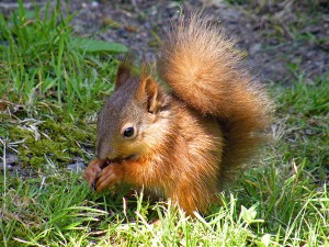 Get Outdoors Weekend – Biodiversity & Red Squirrels Talk and Walkabout @ Castle Archdale Country Park | Lisnarick | Northern Ireland | United Kingdom