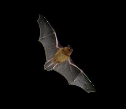 Pipistrelle bat from wiki