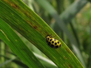 Ladybirds and Beetles Event @ Quoile Countryside Centre | Downpatrick | Northern Ireland | United Kingdom