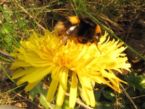 Bumblebees of Mourne @ Gatelodge at Silent Valley  | Kilkeel | United Kingdom