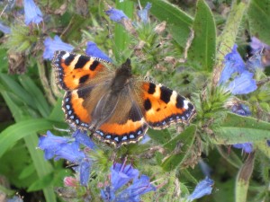 Butterflies of Gullion @ Slieve Gullion walled garden | United Kingdom