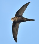 Swift - David Moreton - courtesy Swift Conservation
